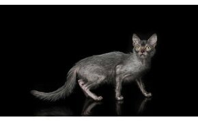 Kvíz: tényleg létezik vérfarkas kinézetű mutáns macskafajta? Meg fogsz lepődni, nagy cica-kvíz meglepetésekkel